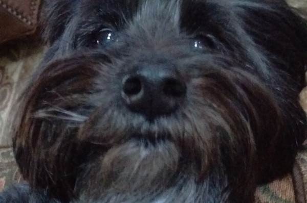 Critter Sitter S Of Westchester Putnam Llc