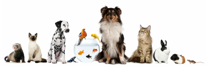 Pet sitting by Michelle LLC