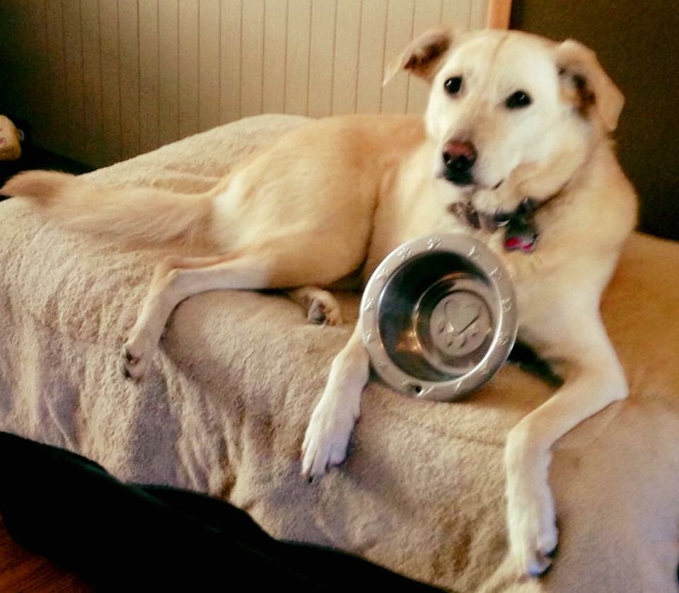 A Pawsitively Good Day Pet Services