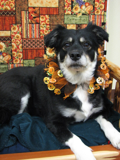 lucky dog barks and recreation