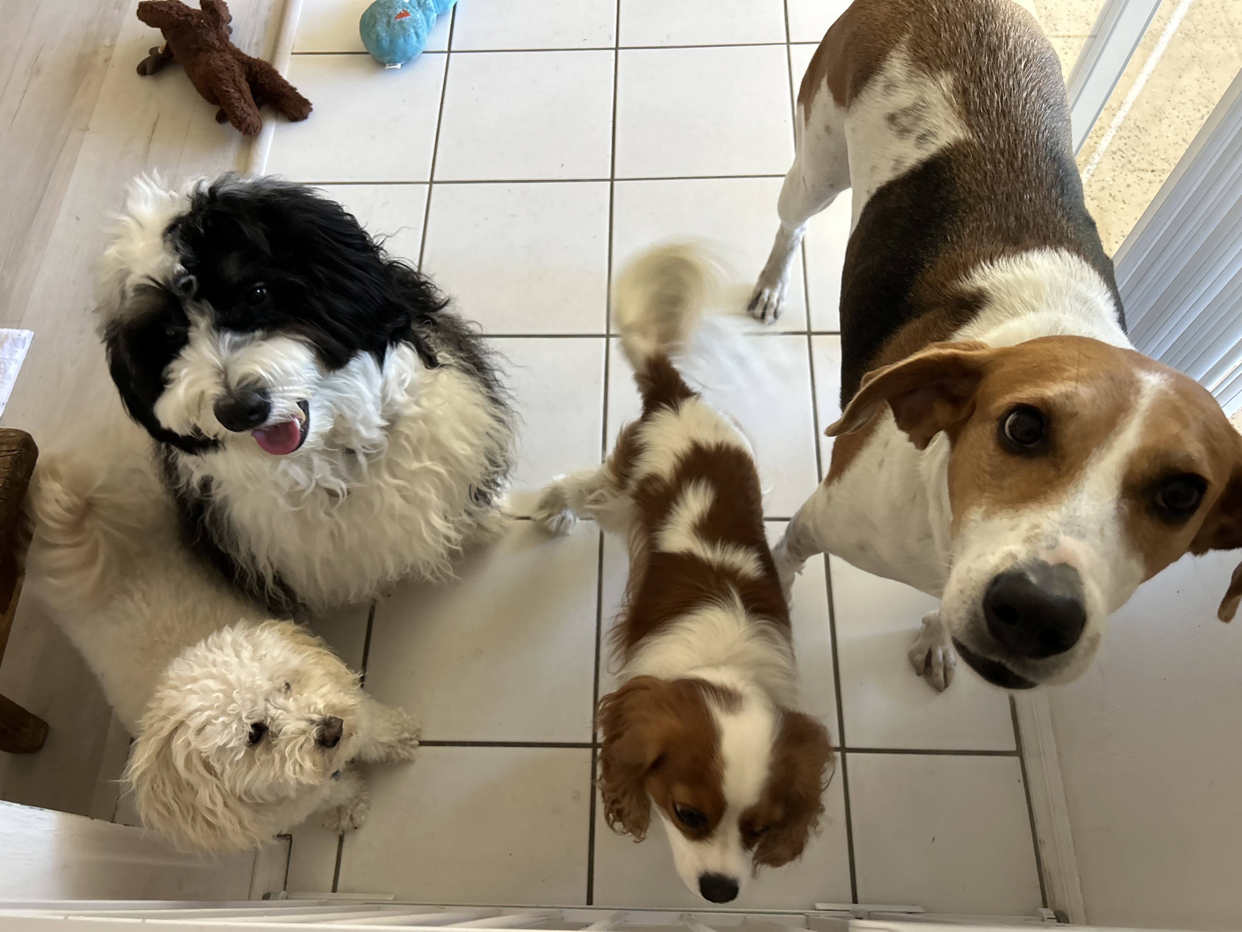 Imperial Paws Naples