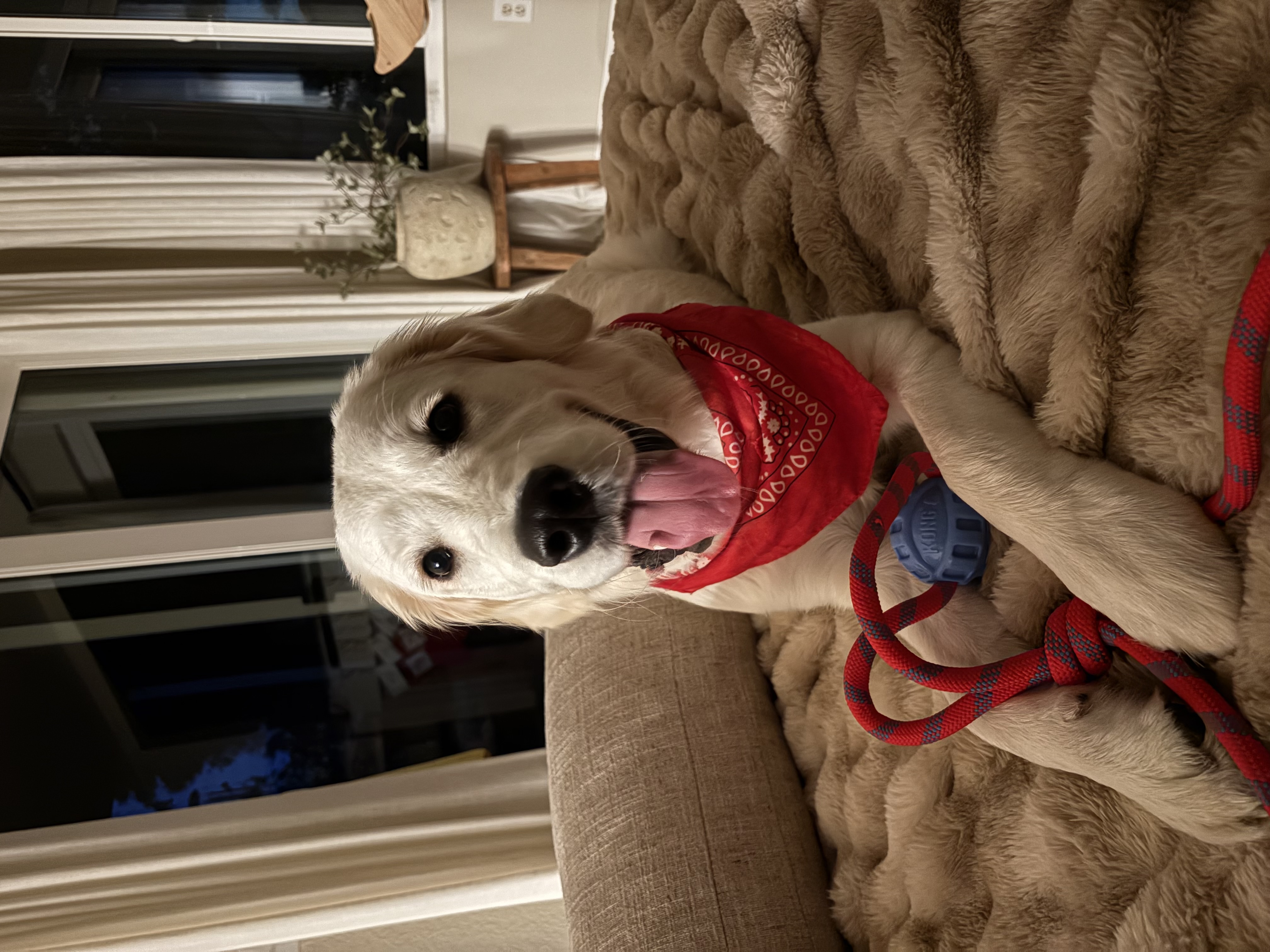 Tina Piazza Pet Sitting