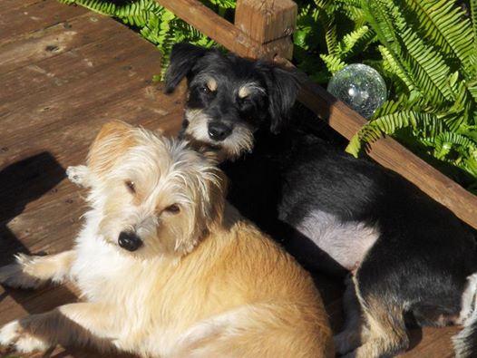 Snoodlebugs Pet Care