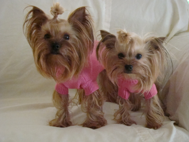 Paws & Play Pet Care LLC