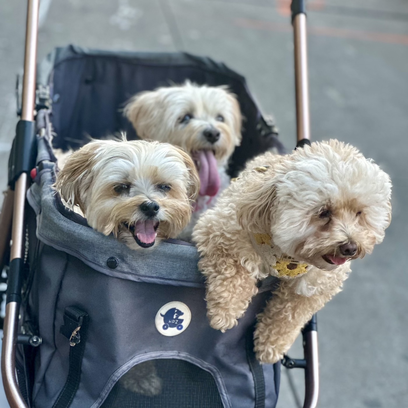 Four Blondes Canine Concierge