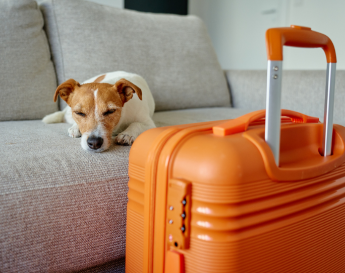 Pet Sitters International urges summer travelers: Don’t cut corners on your pet’s care