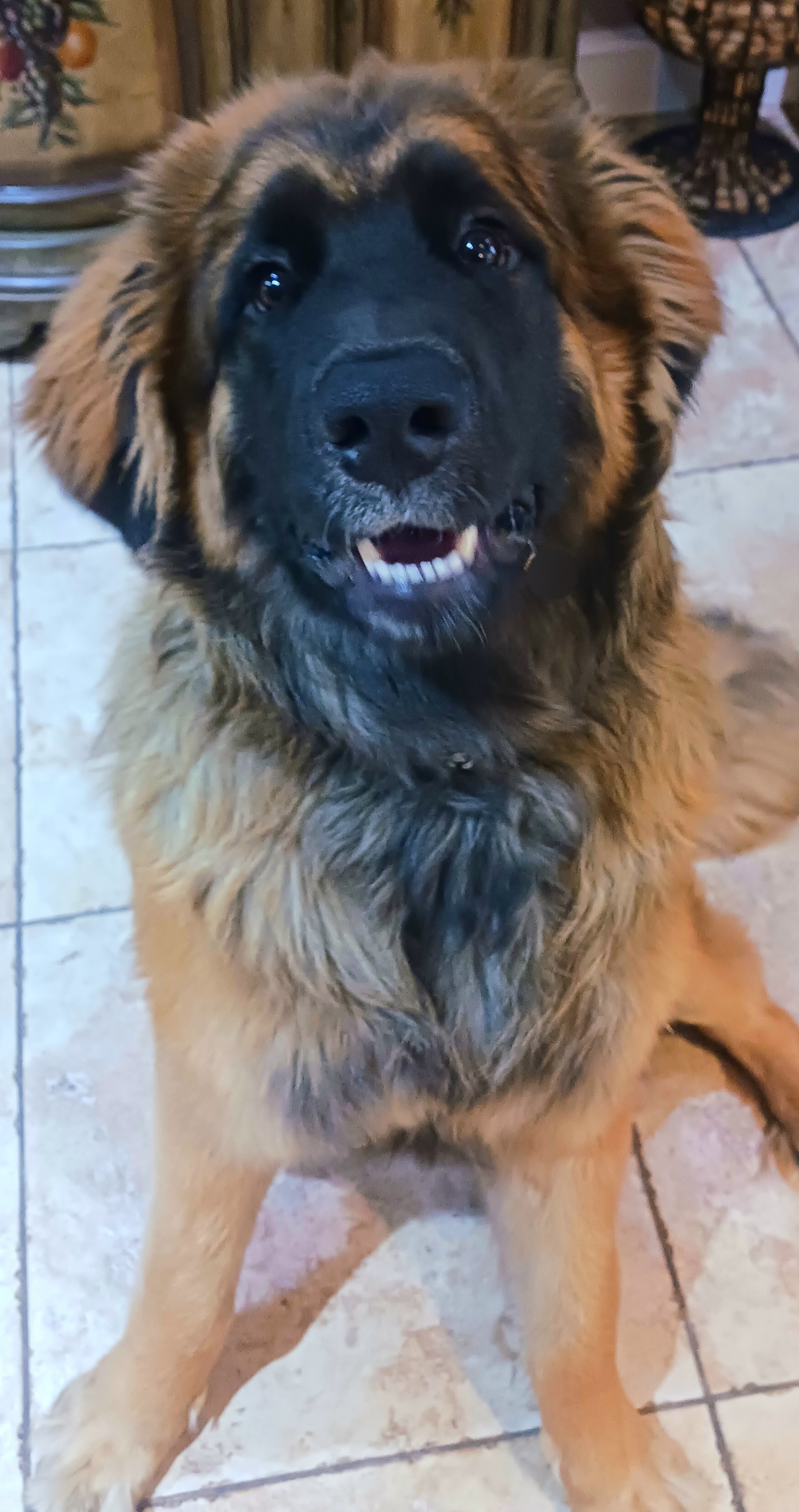 Cuddle Weather Pet Care