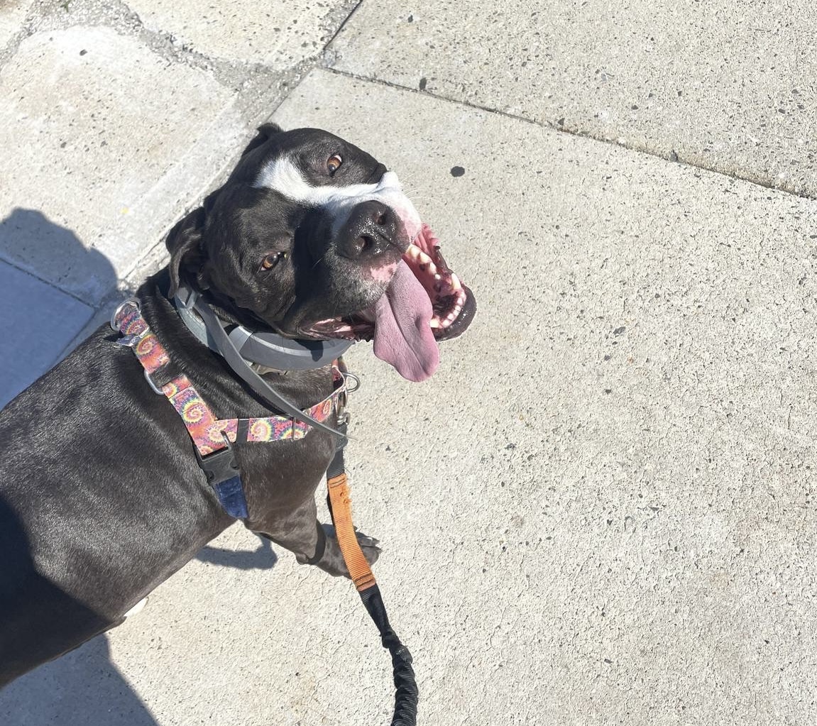 Squirrel Chasers LLC