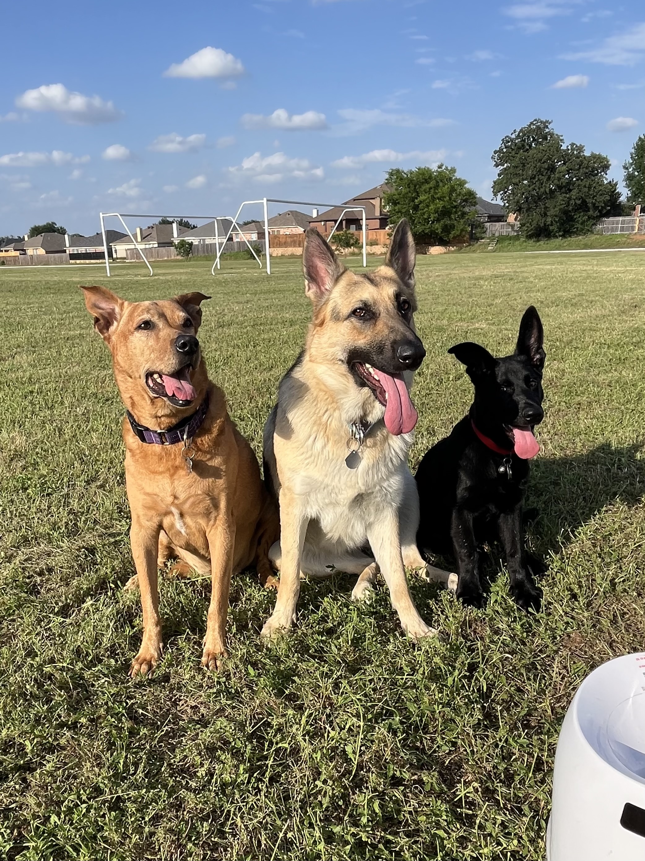 Muddie Paws Pet Sitting