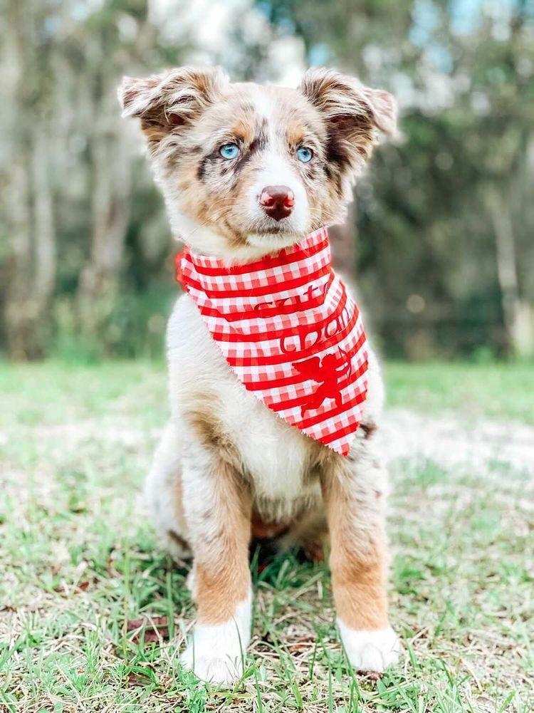 Pawsitively shop pet sitting