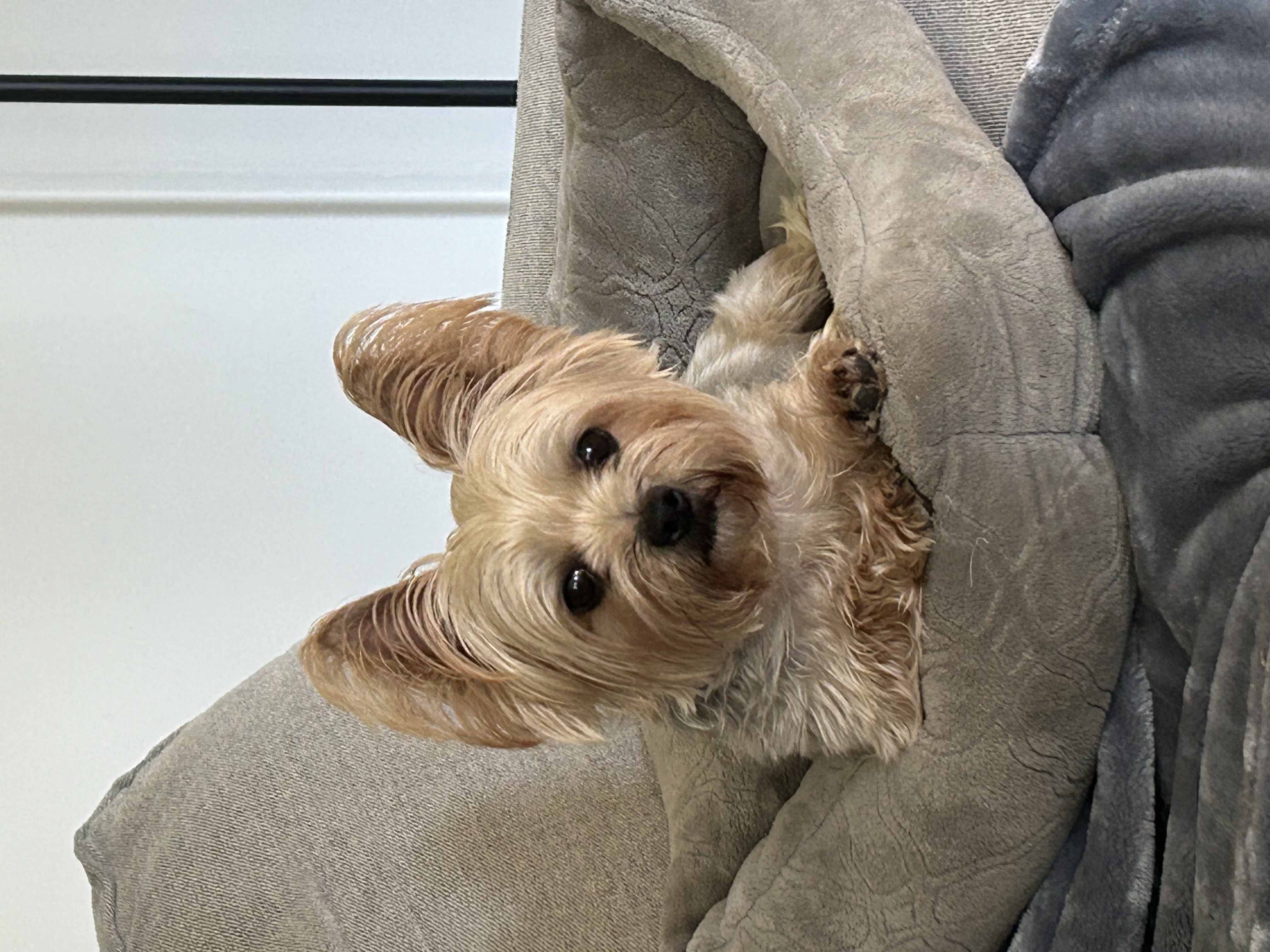 Pounce 'n Play Dog Walking, LLC