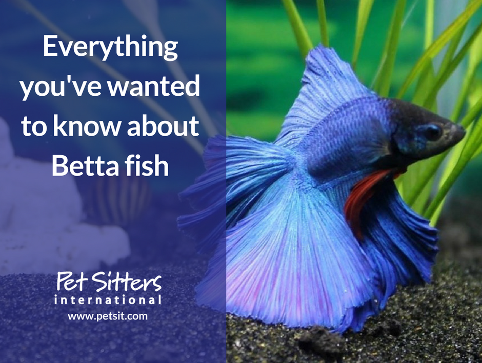 nice betta fish