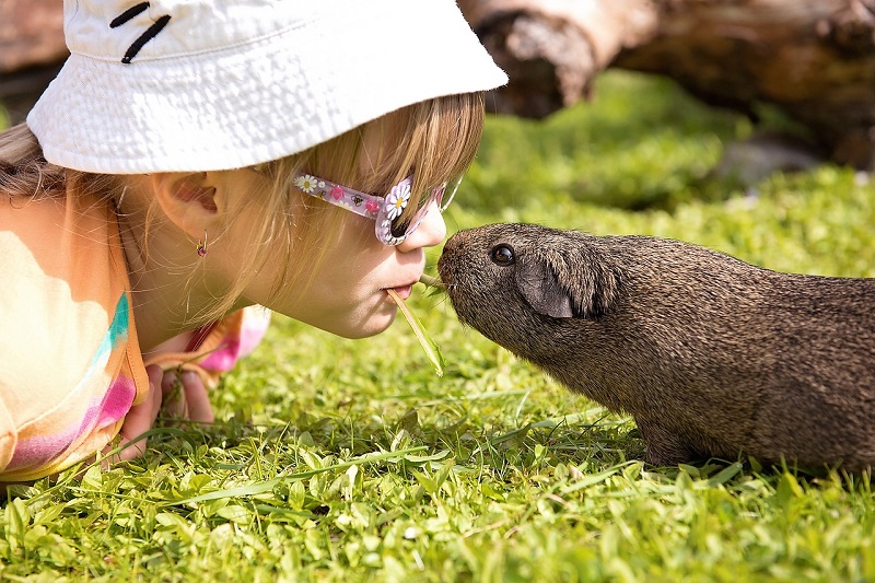 Choosing Your Child s First Pet