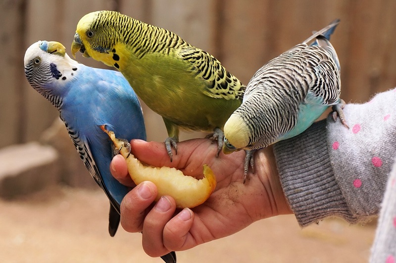 Choosing Your Child s First Pet