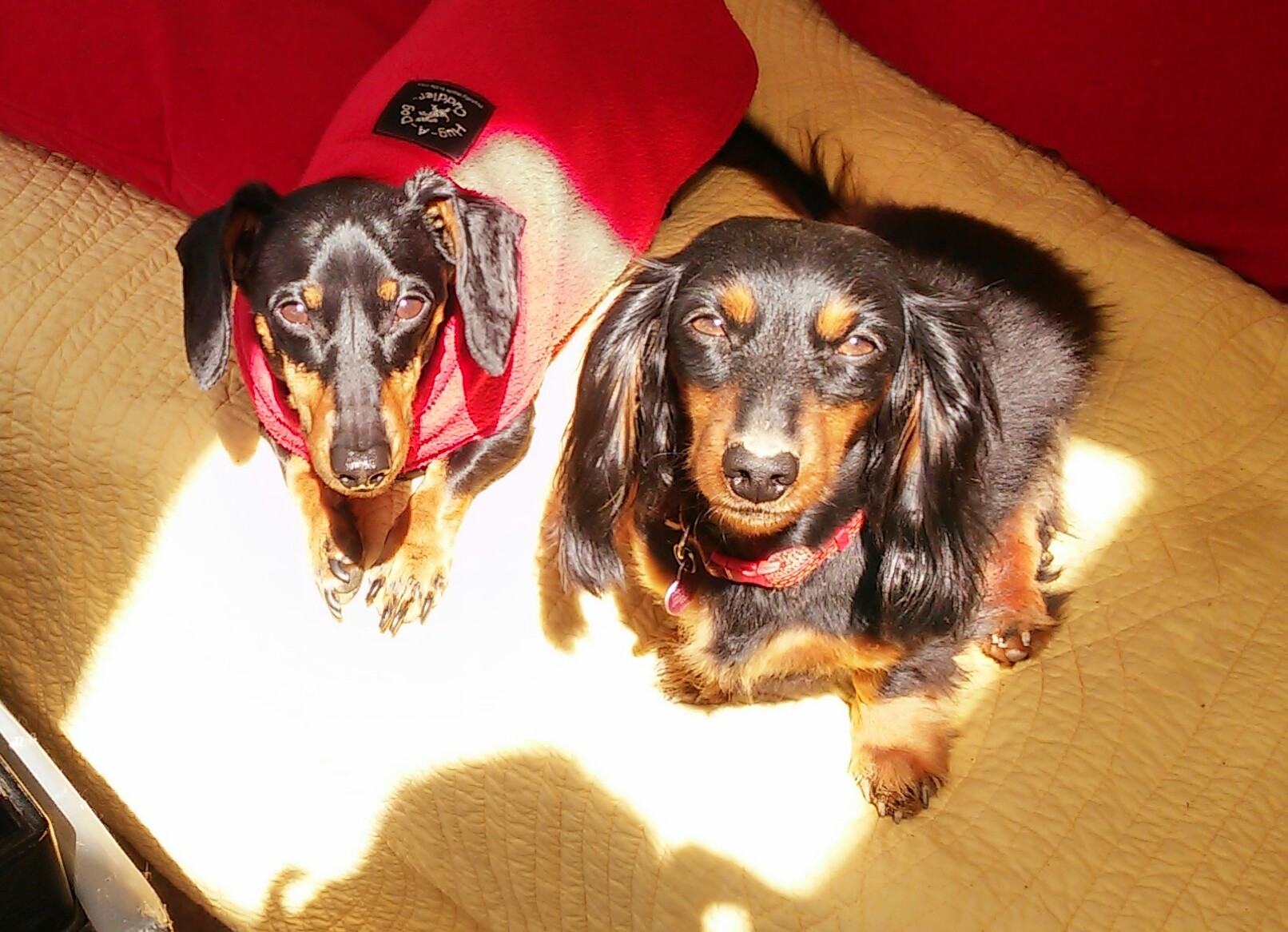 Marietta Heart Hounds