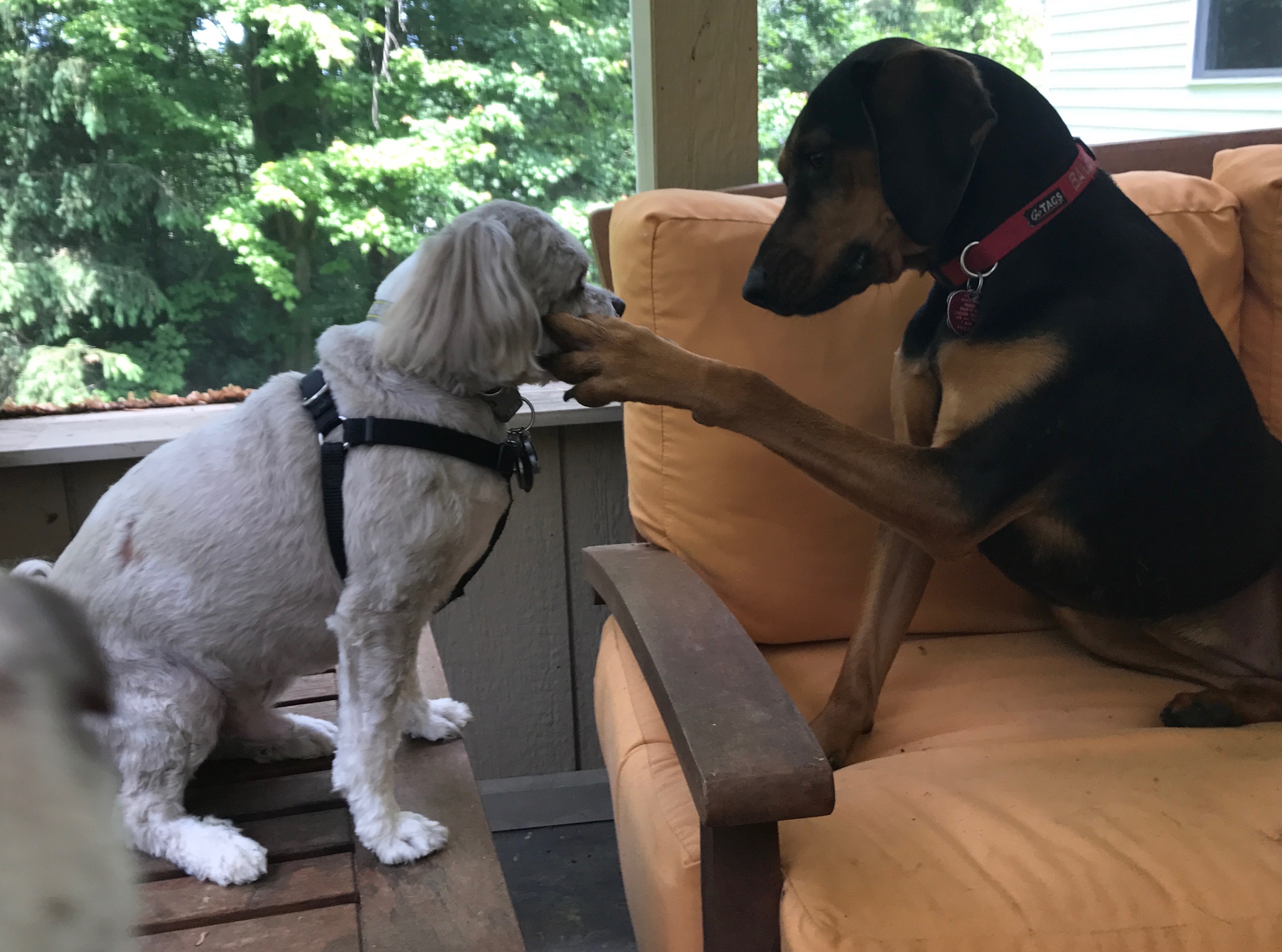 Fur-ever Friends of Westchester County