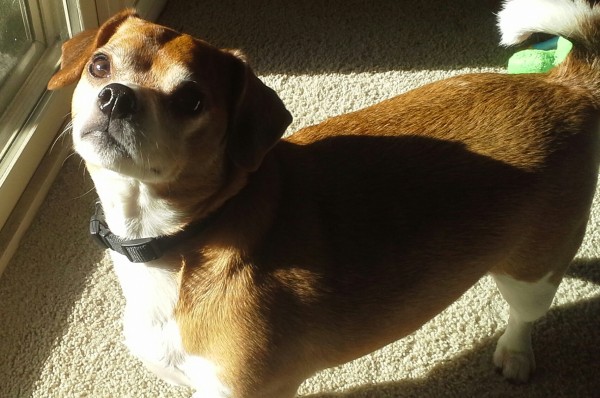 Sweet Tails Pet Sitting