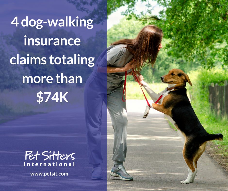 Insured online dog walker