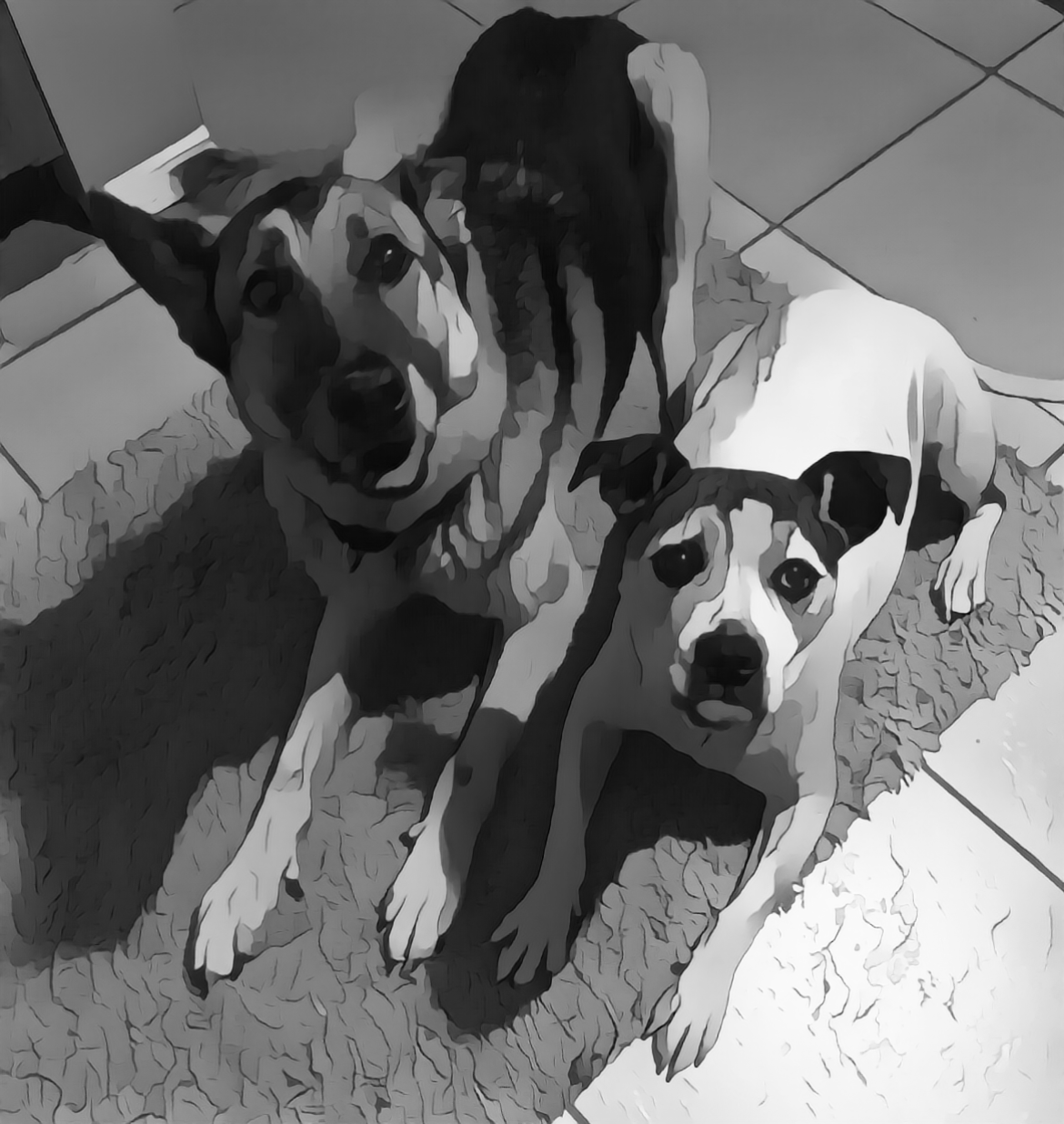 Gray Faces In Home Pet Sitting