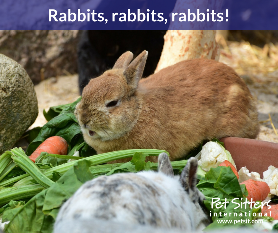 Caring for Your Pet Rabbit