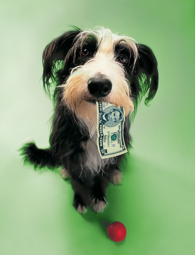 Dog Walking Insurance Nyc Dog Walking Insurance Nyc