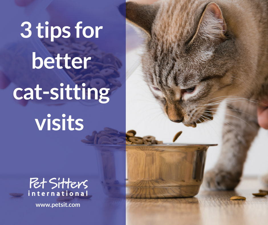 Cat Sitting Services 3 Tips For Better Cat Sitting Why Every Other Day Visits Shouldn T Be An Option