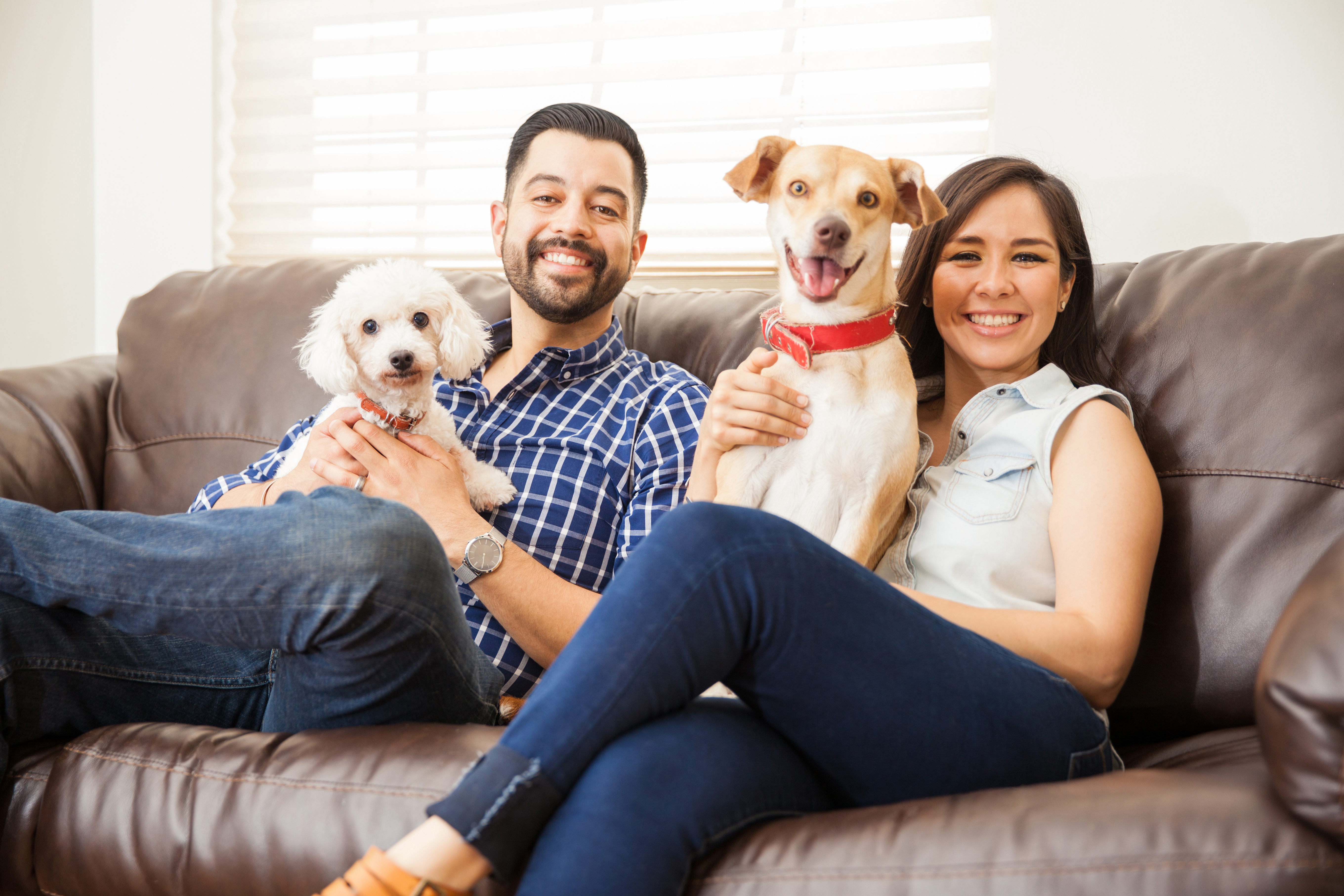 Best Dog Boarding In Atlanta Ga Rover Com