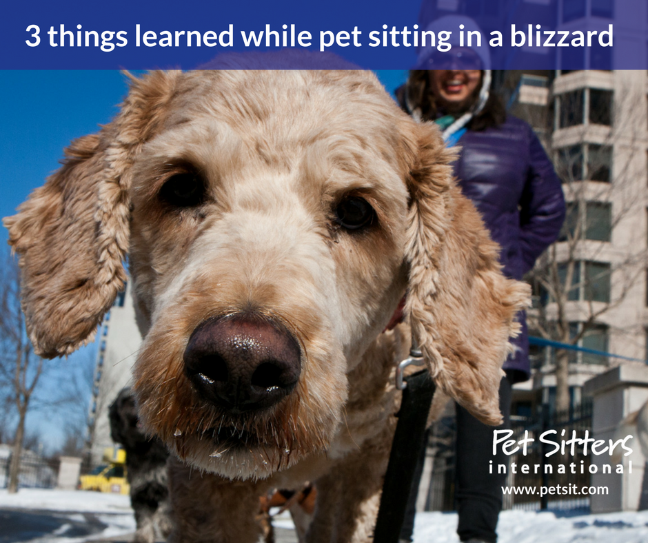 Winter Pet Sitting | Pet Sitting in a Blizzard
