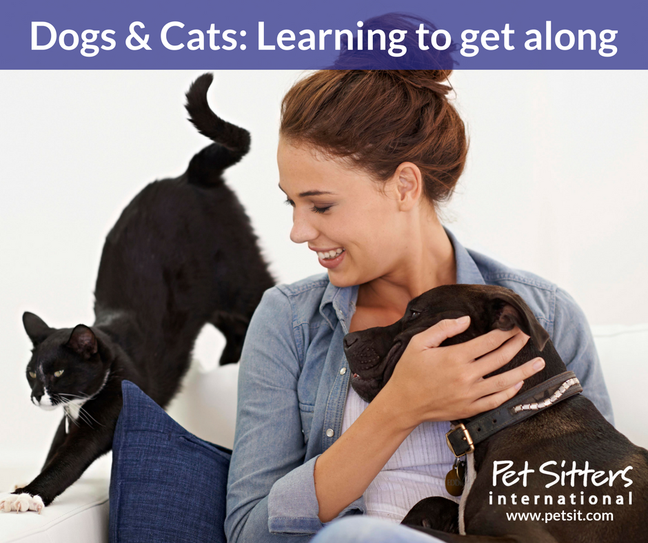 Introducing and Managing Cats and Dogs