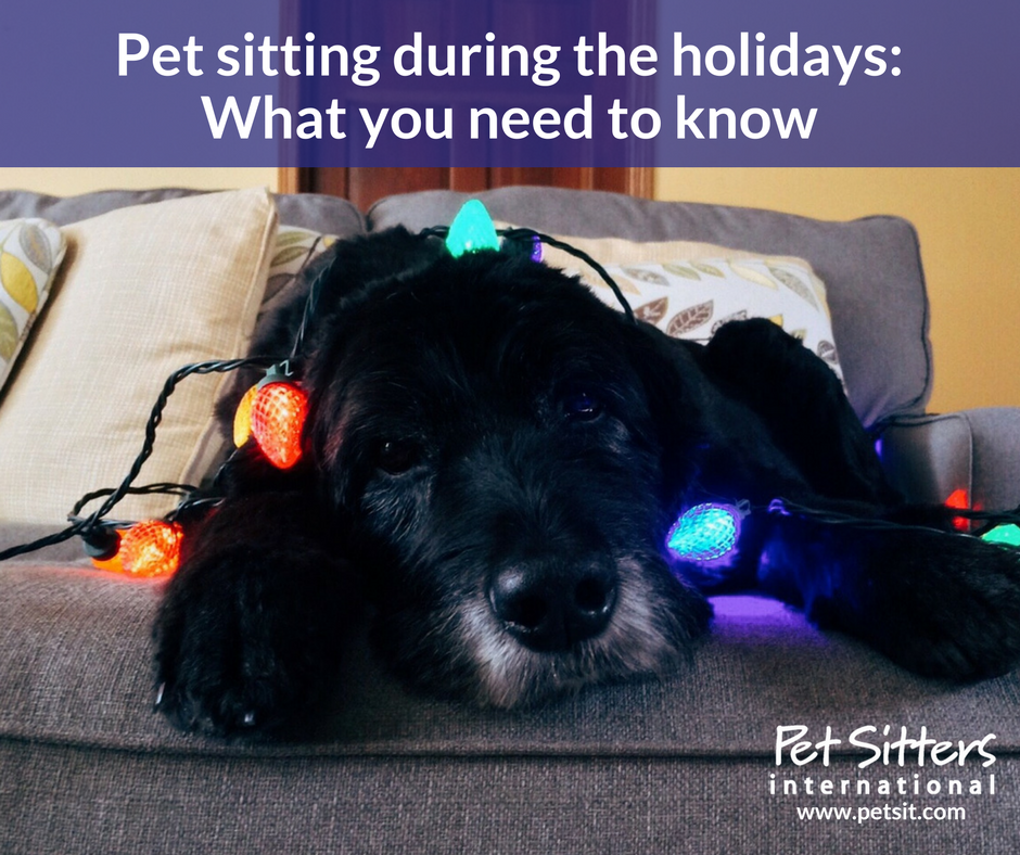 Pet Sitting During The Holidays What You Need To Know