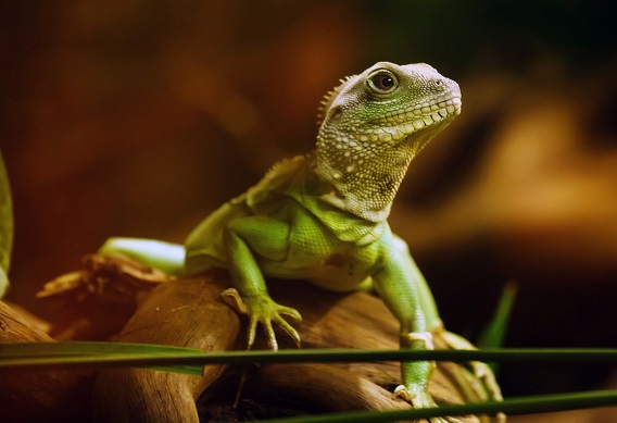 Reptile Pet Care-Pet Sitters for Reptiles