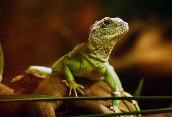 Reptile hotsell pet sitter