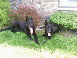 Marsh discount run kennels