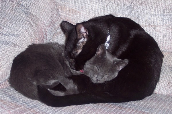 Cats Only Pet Sitting