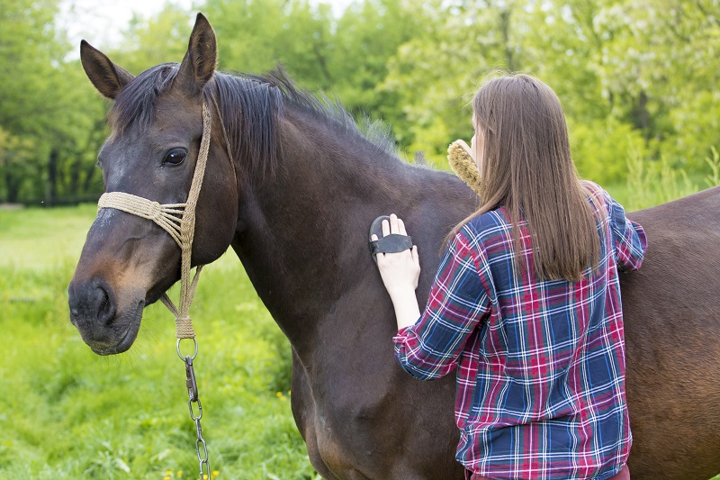 4 Tips for Offering HorseSitting Services that Stand Out