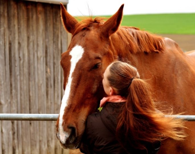 Horse sitting tips for pet sitters