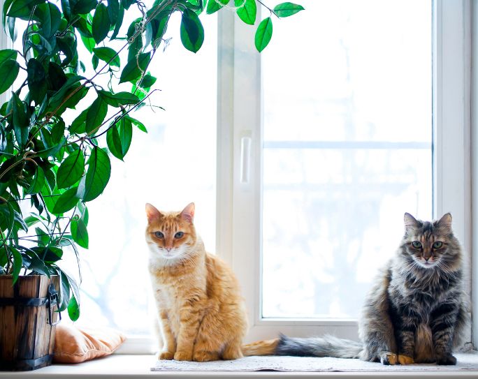 two cats sitting on window sill near potted house plant