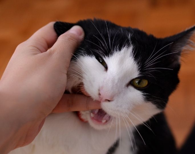 Dealing with aggressive cats