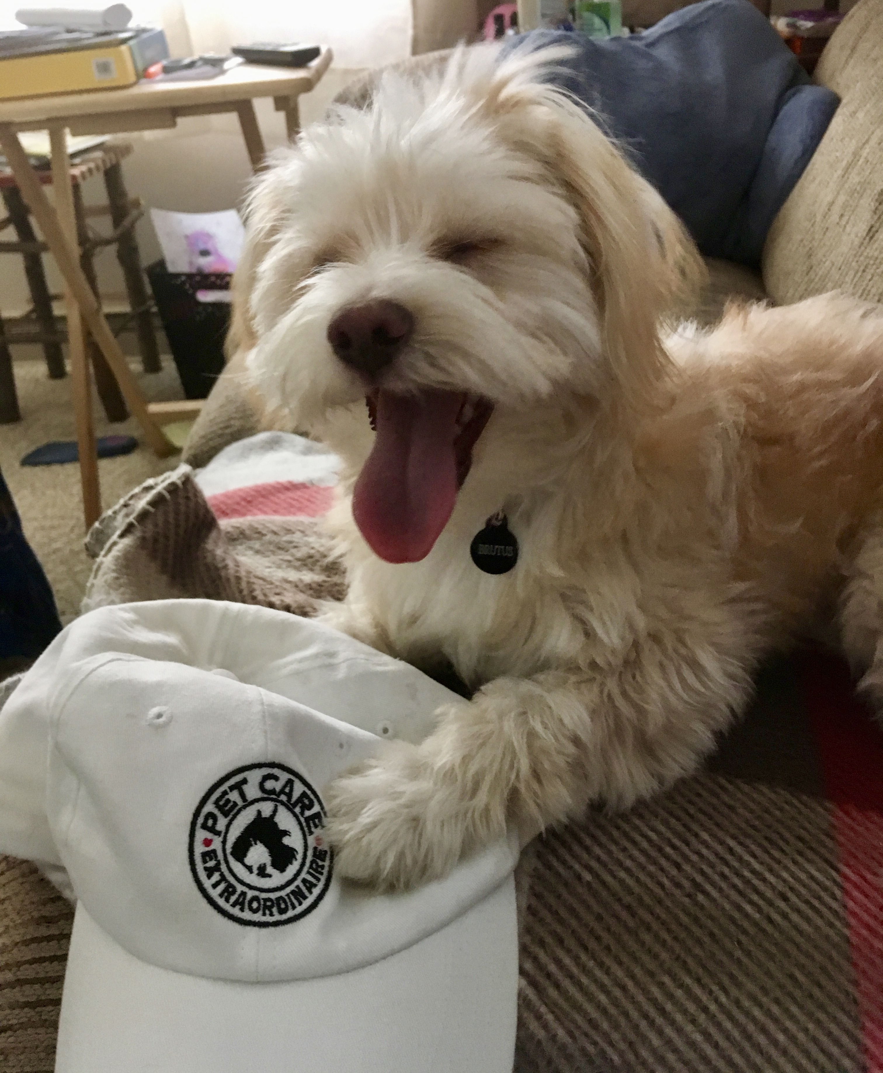Pet Care Extraordinaire