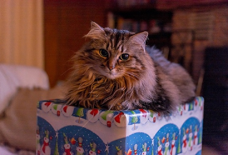 Book pet care early to ensure happy holidays for your pets, Pet Sitters International advises