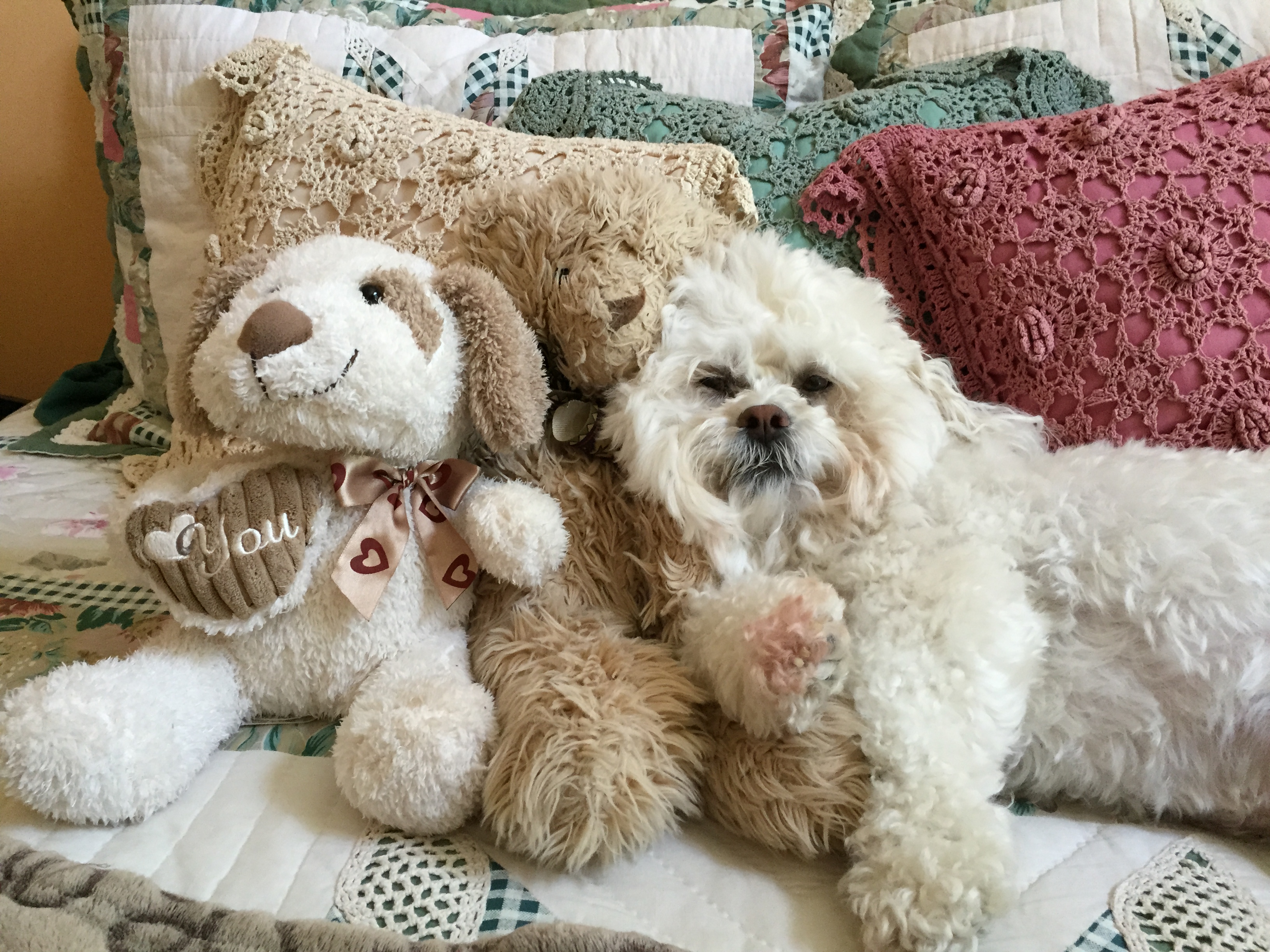Cindy's Pet Sitting