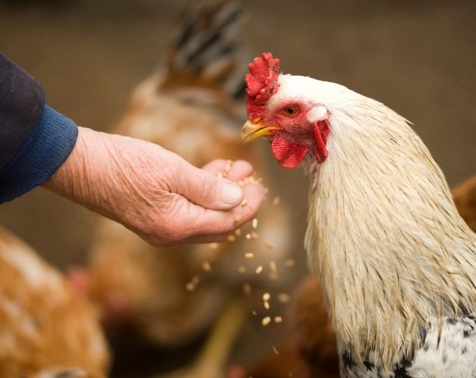Chicken sitting tips for pet sitters