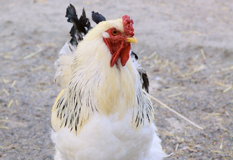 More Pet Sitters Now Offering Care For Chickens Pet Sitters