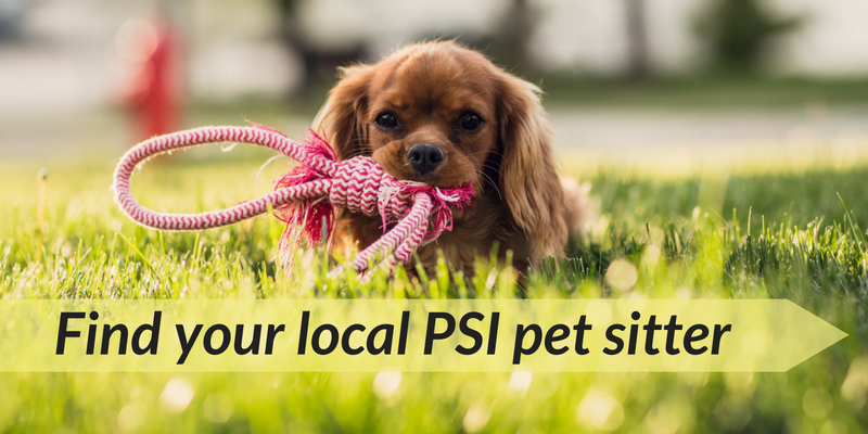 Find a sales local pet sitter