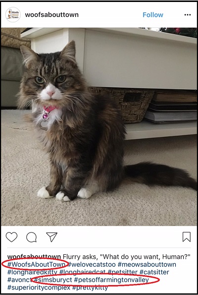 Instagram for Pet Sitters | Pet Sitters on Instagram