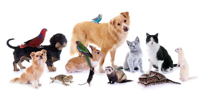 psi advertising psi media kit pet sitters international pet sitter