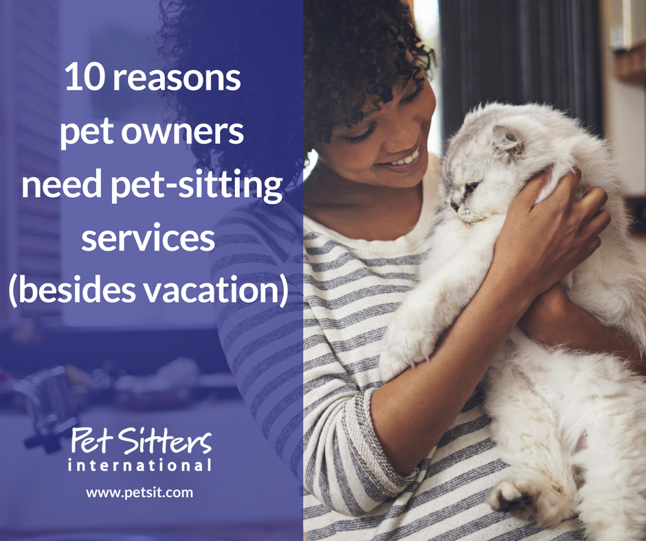pet sitting services for cats