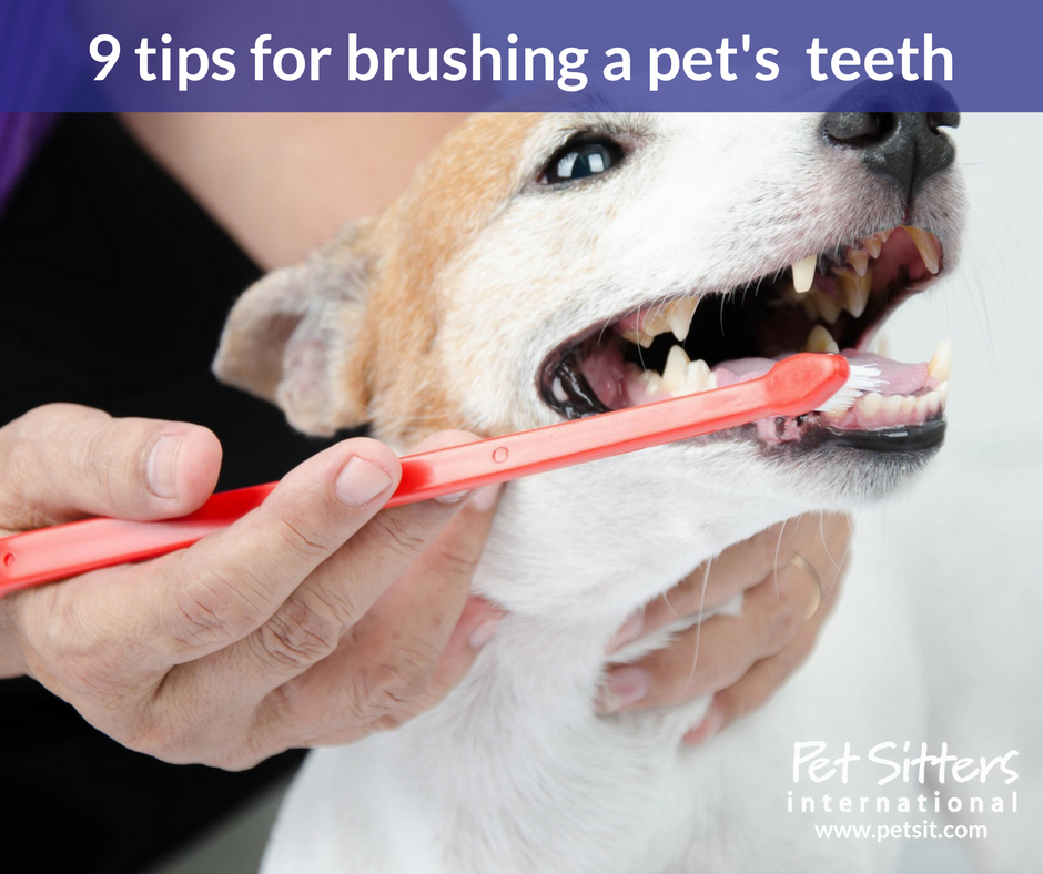 9 tips for brushing a pet s teeth