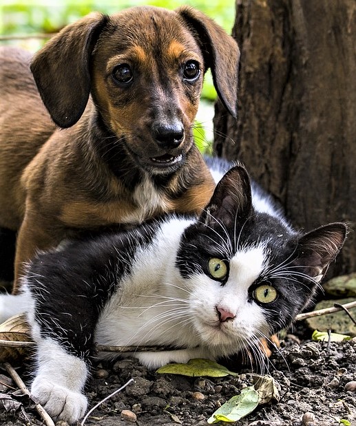 Pickett Home Watch & Pet Sitting